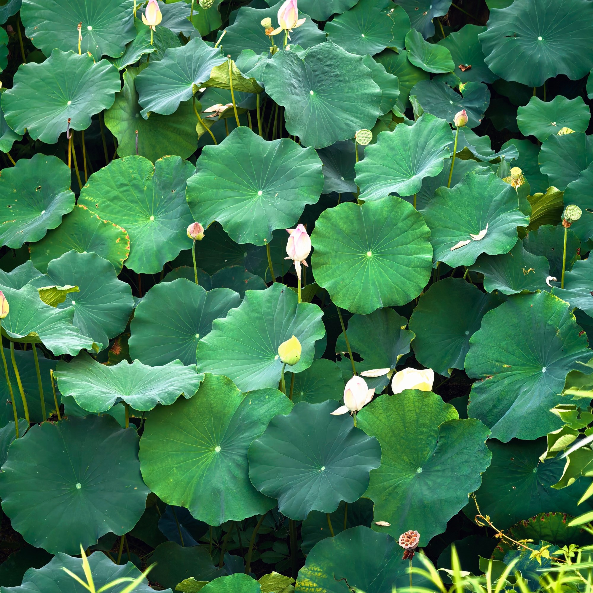 Lily pad flowers
