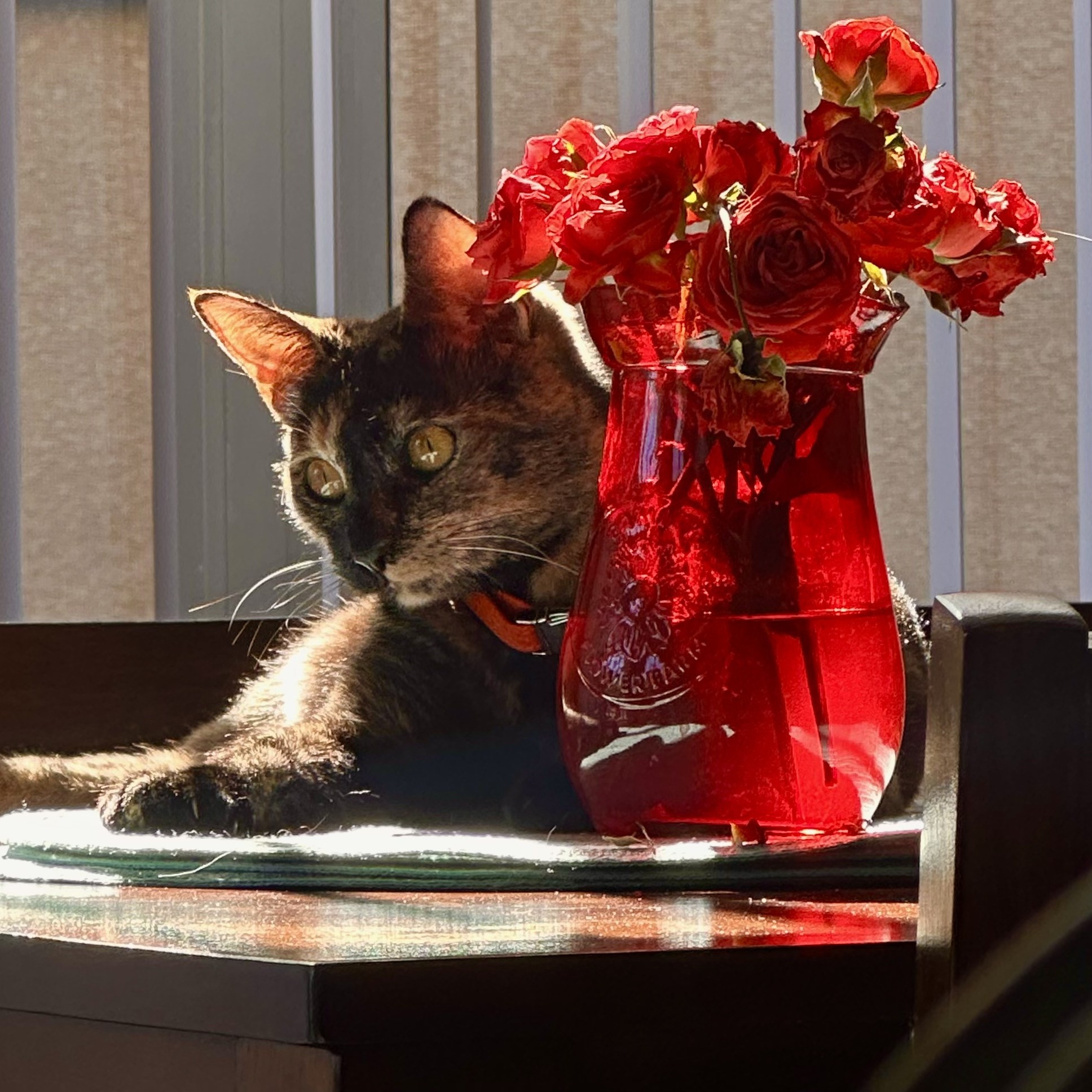 Magnolia the cat